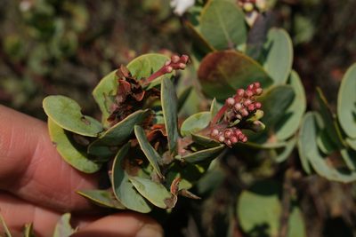 Arctostaphylos gabilanensis, photographed by paulexcoff