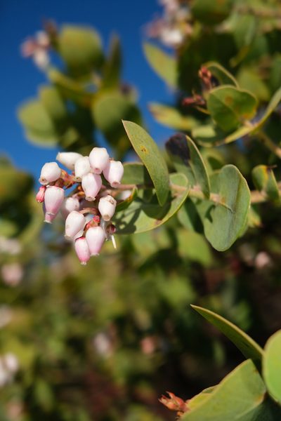 Arctostaphylos gabilanensis, photographed by paulexcoff