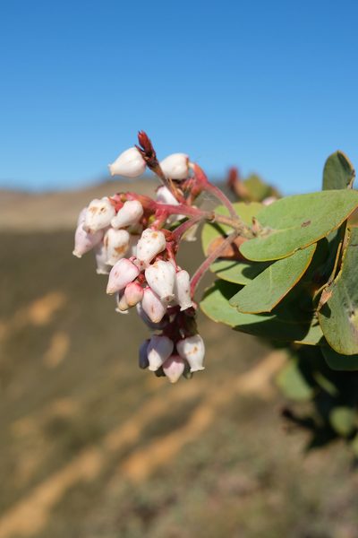 Arctostaphylos gabilanensis, photographed by paulexcoff