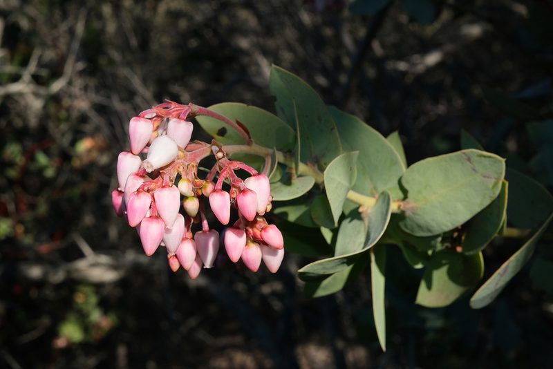 Arctostaphylos gabilanensis, photographed by paulexcoff