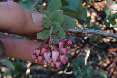 Arctostaphylos gabilanensis, photographed by paulexcoff