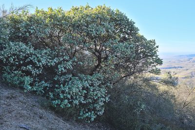 Arctostaphylos gabilanensis, photographed by paulexcoff