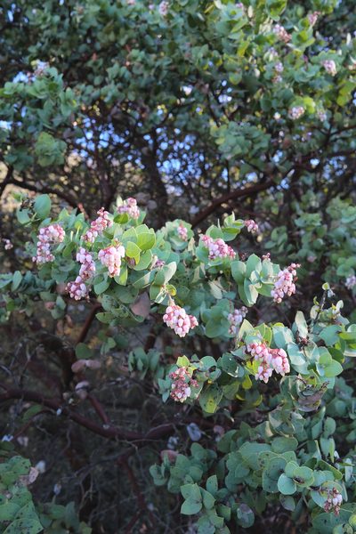 Arctostaphylos gabilanensis, photographed by paulexcoff