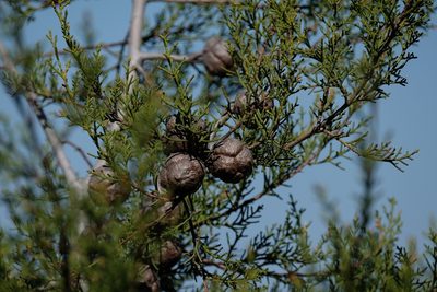 Hesperocyparis forbesii, photographed by Madeleine Claire