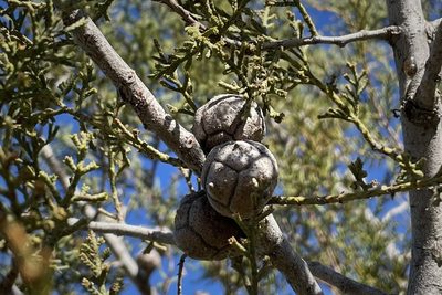 Hesperocyparis forbesii, photographed by Madeleine Claire