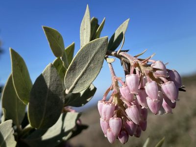 Arctostaphylos otayensis, photographed by Madeleine Claire