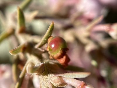 Arctostaphylos otayensis, photographed by Madeleine Claire