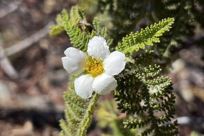 Chamaebatia australis, photographed by Madeleine Claire