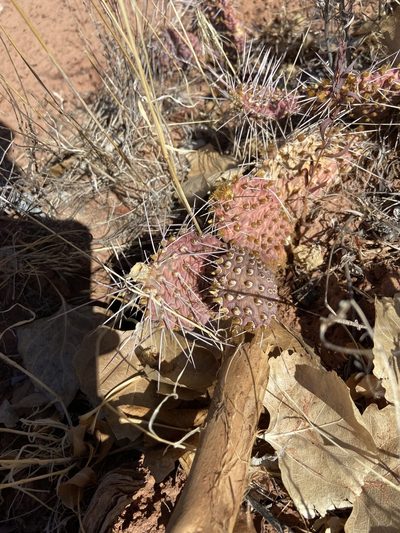 Opuntia pinkavae, photographed by Grant Chovil