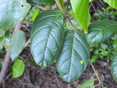 Parsonsia fulva, photographed by Greg Tasney