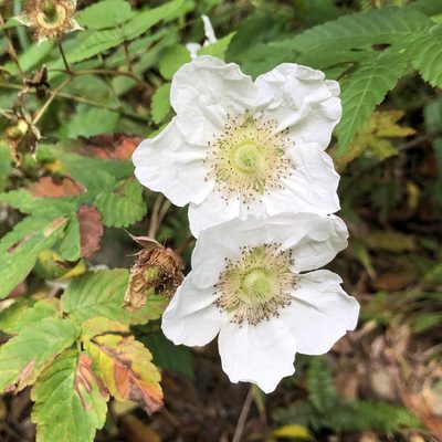 Rubus okinawensis, photographed by Takaaki Hattori