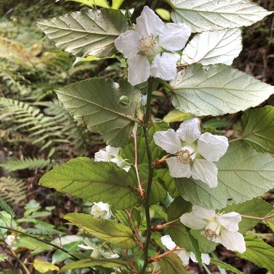Rubus grayanus, photographed by Takaaki Hattori