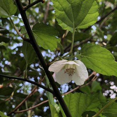Rubus grayanus, photographed by Takaaki Hattori