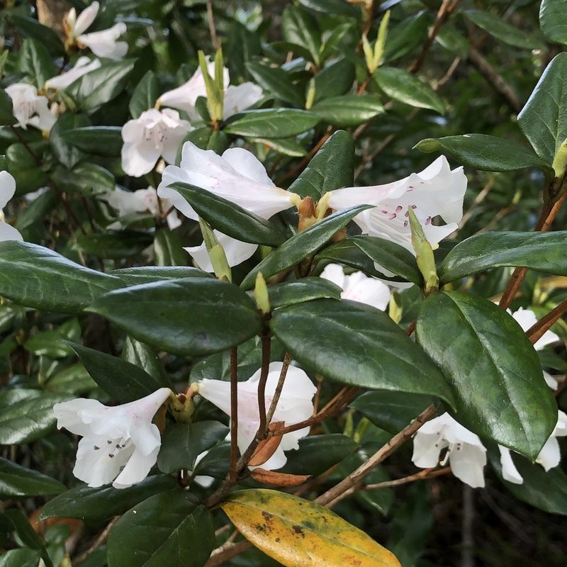 Rhododendron tashiroi, photographed by Takaaki Hattori