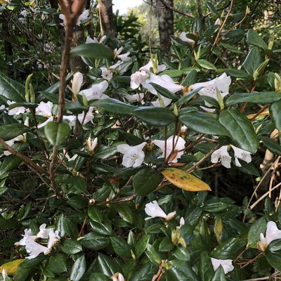 Rhododendron tashiroi, photographed by Takaaki Hattori