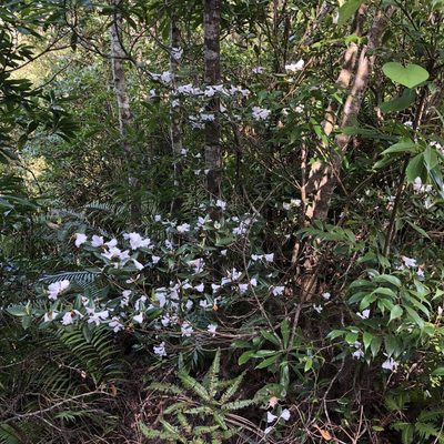 Rhododendron tashiroi, photographed by Takaaki Hattori