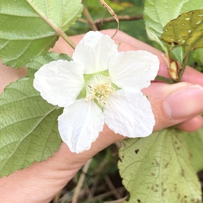 Rubus grayanus, photographed by Takaaki Hattori