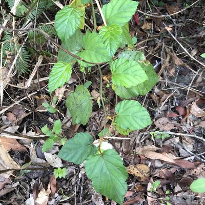 Rubus grayanus, photographed by Takaaki Hattori