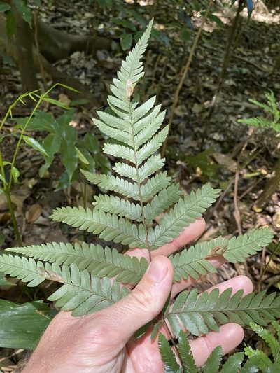 Lastreopsis marginans, photographed by Greg Tasney