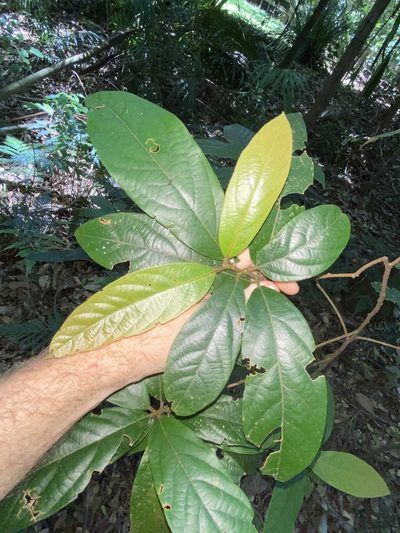 Litsea australis, photographed by Greg Tasney