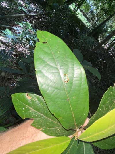 Litsea australis, photographed by Greg Tasney