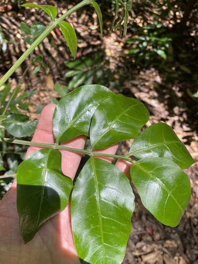 Didymocheton fraserianus, photographed by Greg Tasney
