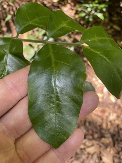 Didymocheton fraserianus, photographed by Greg Tasney