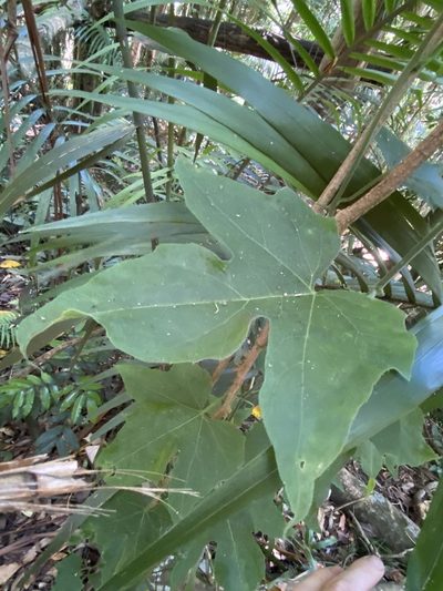Trichosanthes subvelutina, photographed by Greg Tasney