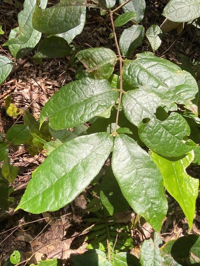 Palmeria racemosa, photographed by Greg Tasney