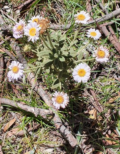 Olearia frostii, photographed by ianrainbow