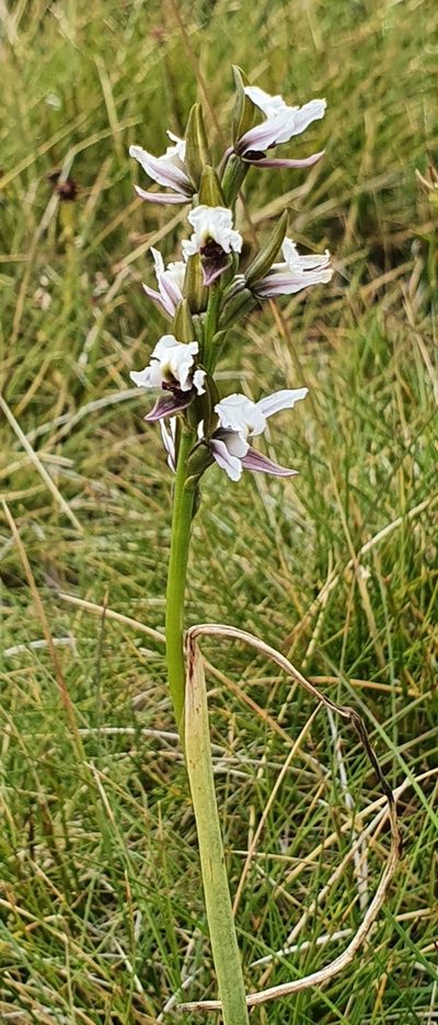 Prasophyllum suttonii, photographed by ianrainbow