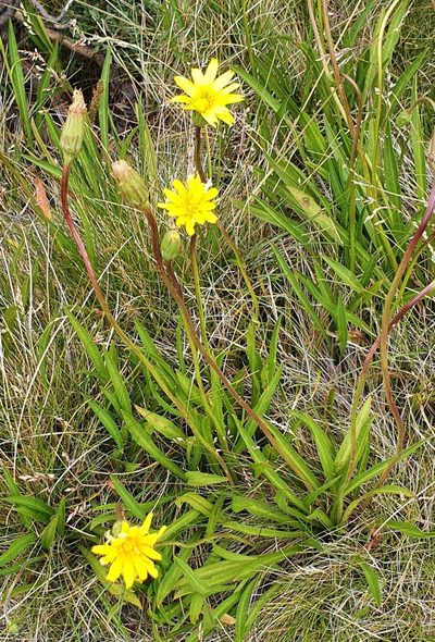 Microseris lanceolata, photographed by ianrainbow