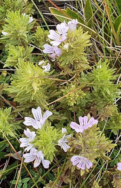 Euphrasia eichleri, photographed by ianrainbow