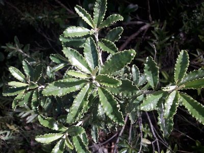 Brachyglottis monroi, photographed by naturewatchwidow