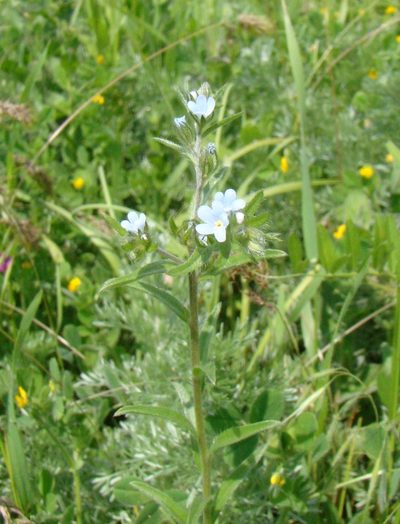 Lappula barbata, photographed by Юрий Данилевский (Yuriy Danilevsky)