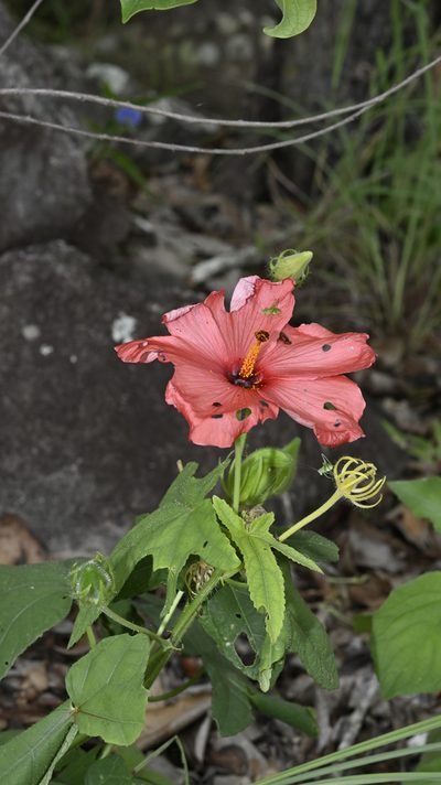 Abelmoschus sagittifolius, photographed by garywwilson