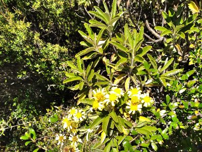Brachyglottis monroi, photographed by Leon Perrie