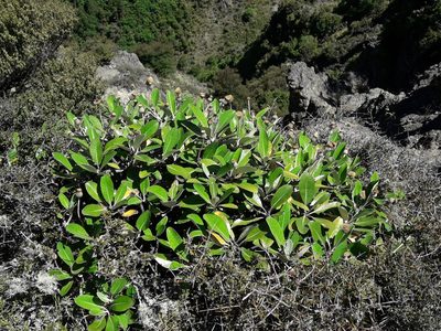 Pachystegia insignis, photographed by naturewatchwidow