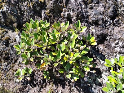 Pachystegia insignis, photographed by Leon Perrie