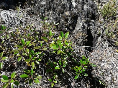 Veronica hulkeana, photographed by naturewatchwidow