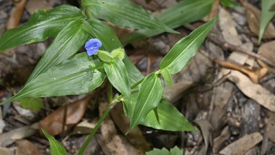 Commelina ensifolia, photographed by garywwilson