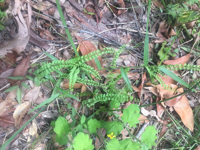 Lindsaea incisa, photographed by dan_johnston