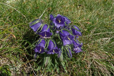 Campanula alpina, photographed by Philipp Pavelka