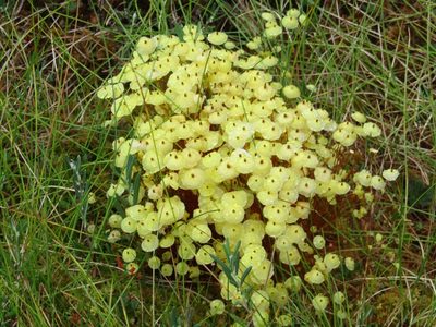Splachnum luteum, photographed by Andrew Bazdyrev