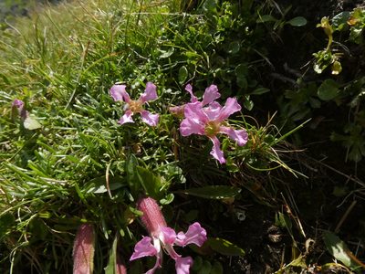 Saponaria pumila, photographed by Philipp Pavelka