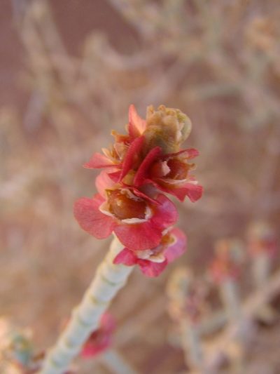 Anabasis articulata, photographed by Jean-Paul Boerekamps