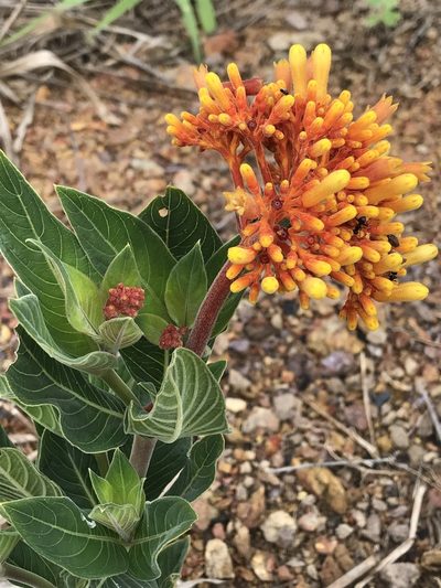 Palicourea officinalis, photographed by Mario Barroso