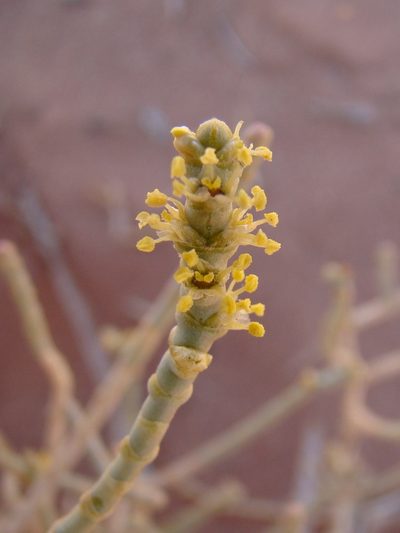 Anabasis articulata, photographed by Jean-Paul Boerekamps