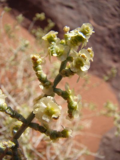 Anabasis articulata, photographed by Jean-Paul Boerekamps