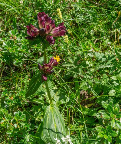 Gentiana pannonica, photographed by Philipp Pavelka